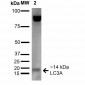 LC3A Antibody